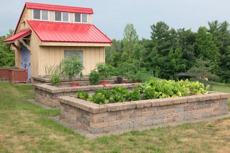 Francine's garden beds next to a colorful garden shed