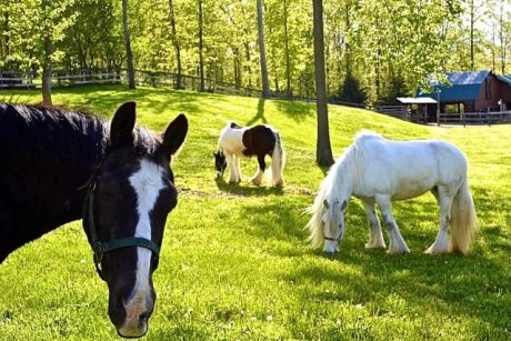 3 horses in a field; one looking toward camera