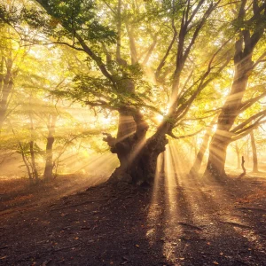Magical old tree with sun rays at sunrise Foggy forest